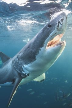 a great white shark with its mouth open in the water