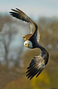 an eagle flying in the air with its wings spread out and it's talon extended