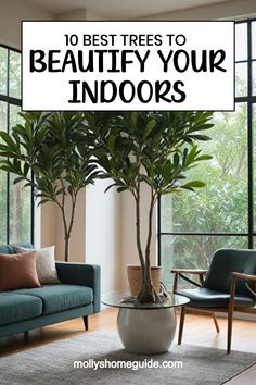 the top 10 best trees to beaut your indoor space in this article is featured