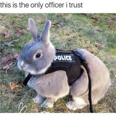 a rabbit wearing a police vest sitting in the grass with another bunny behind it and caption that reads,'ngga i seen zootopia, we'ven the same mr boat gary from ten mom