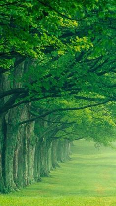 a row of trees in the middle of a green field with grass on both sides