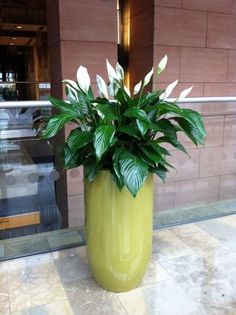 a large green vase with white flowers in it