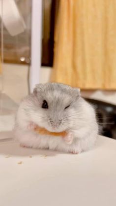 a hamster sitting on top of a white table