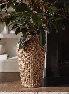 a large potted plant sitting on top of a wooden floor