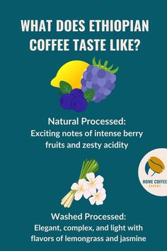 What does Ethiopian coffee taste like? Explanation for washed and natural processed coffee beans Berry Fruit, Lemon Grass