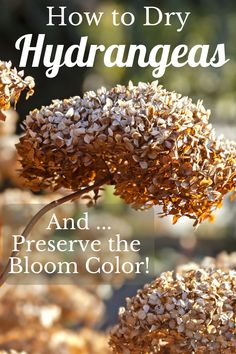 how to dry hydrangeas and preserve the bloom color in your garden or yard