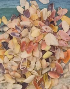 a pile of sea shells sitting on top of a sandy beach