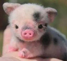 a small pig sitting on top of a person's arm