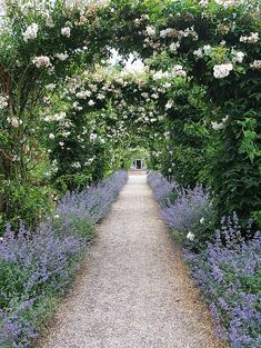 a path lined with white and purple flowers