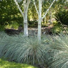 some very pretty plants in the grass by some trees and bushes with white bark on them