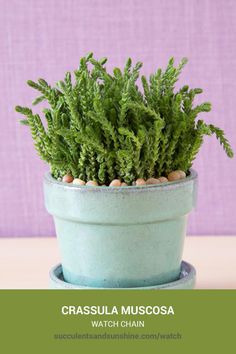 a small green plant in a blue pot on top of a table with the words, crassula muscosa watch chain