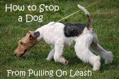 a dog pulling on a leash with the words how to stop a dog from pulling on leash