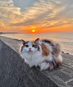 a cat is sitting on the edge of a wall near the ocean at sunset or dawn