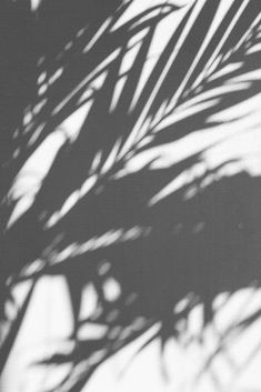 the shadow of a palm tree leaves on a white wall with light coming through it