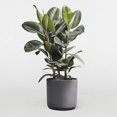 a potted plant with green leaves in it