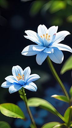 two blue flowers with green leaves in the foreground and a dark background behind them