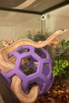 a purple ball with a snake on it sitting in front of some plants and rocks