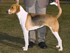 a brown and white dog standing on top of a grass covered field next to a man