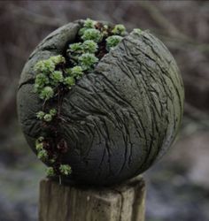 a moss covered rock sitting on top of a wooden post