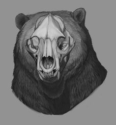 a black and white drawing of a bear's head with the lower jaw exposed