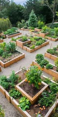 a garden filled with lots of different types of vegetables and plants in wooden raised beds