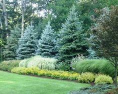 a lush green lawn surrounded by trees and bushes