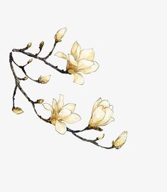 a branch with yellow flowers on it against a white background