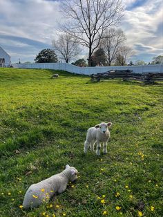 two lambs are standing in the grass near each other