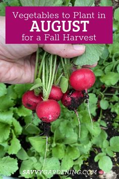 radishes growing in the garden with text overlay that reads vegetables to plant in august for a fall harvest