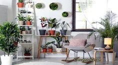 a living room filled with potted plants and rocking chair