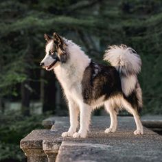 a brown and white dog standing on top of a stone wall next to trees in the background