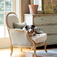 a dog is sitting on a chair in the living room