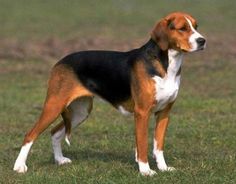 a brown and black dog standing on top of a grass covered field