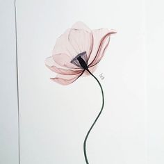 a single pink flower on a white background