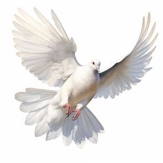 a white bird with its wings spread wide