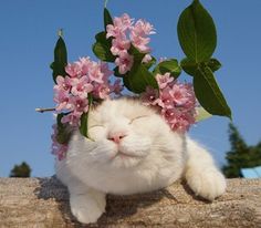 a white cat laying on top of a tree branch with pink flowers in it's hair