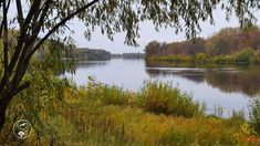 a body of water surrounded by trees and grass