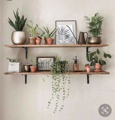 several potted plants on wooden shelves in a living room