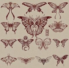 a bunch of different types of butterflies on a white background with brown ink and some black ink