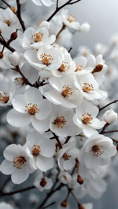 white flowers are blooming on a tree branch