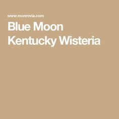 Blue Moon Kentucky Wisteria