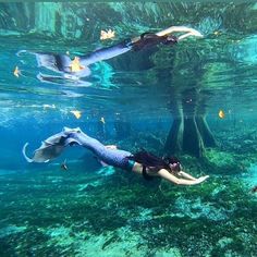 two people are swimming in the water near some trees and other things on the ground