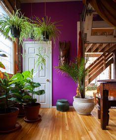 there are many potted plants on the floor in this living room with purple walls