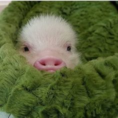 a small white pig in a green blanket with its nose sticking out from it's hole