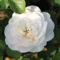 Easy-Elegance-Snowdrift Rose Garden Landscape, Drift Roses, Different Types Of Flowers, Garden Shrubs, Wonderful Flowers