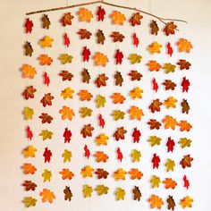 a group of autumn leaves hanging on a wall