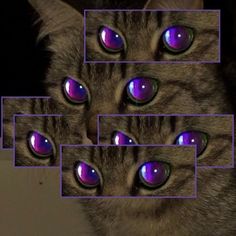 the cat has purple eyes and is looking at the camera with blue squares around it