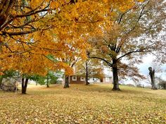 trees with yellow leaves in front of a house