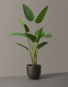 a potted plant sitting on top of a table next to a gray wall and floor