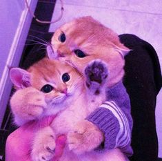 two kittens are playing with each other on the floor in front of a persons hand